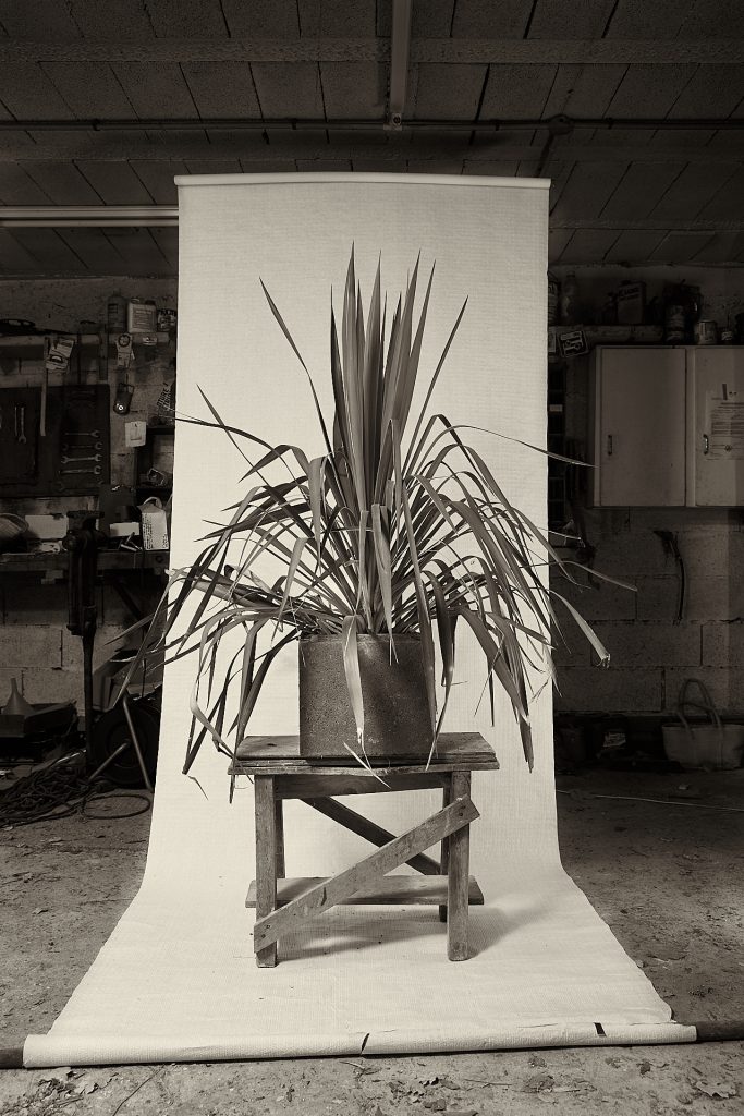 Studio plant