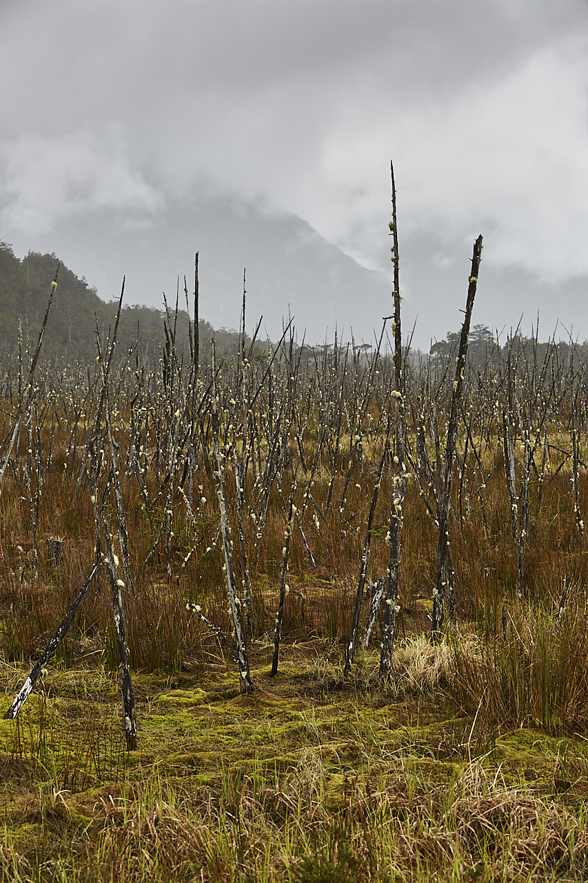 Patagonian landscape marsh