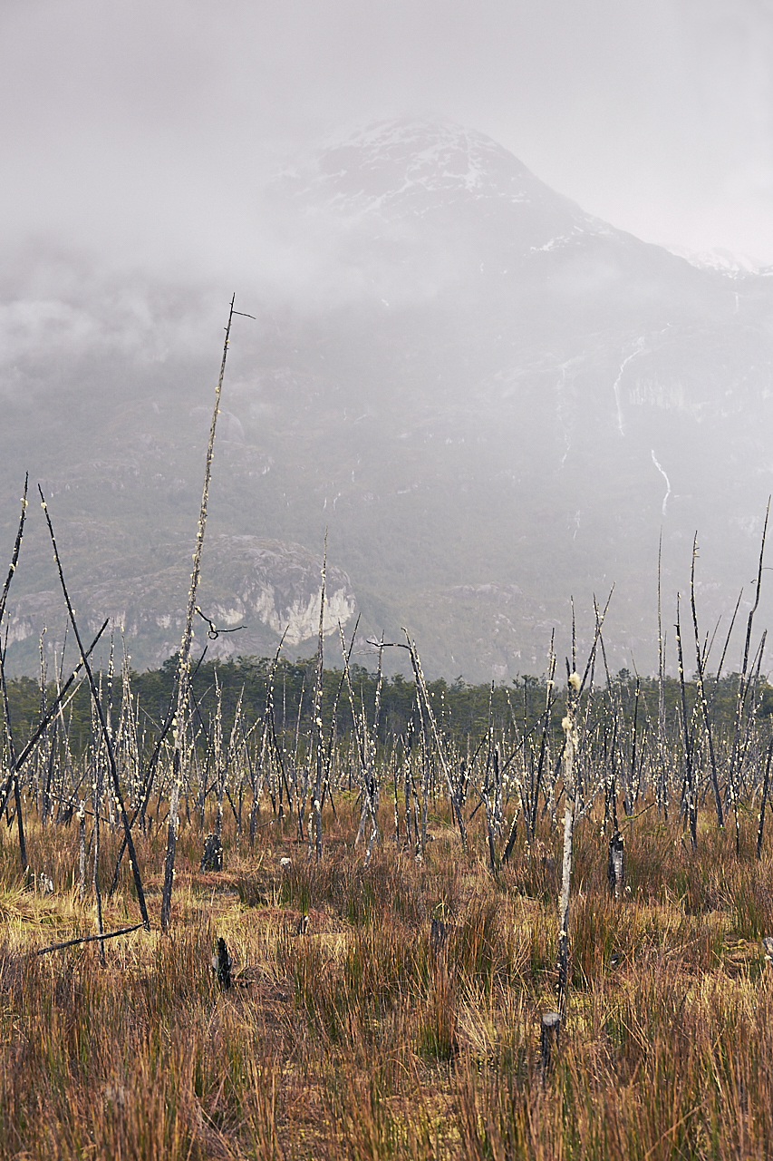 Patagonian landscape marsh 1