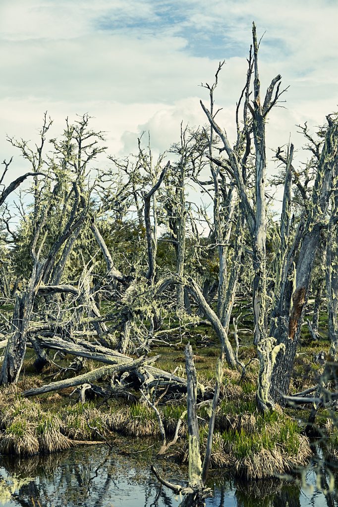 Dead Trees in a Swamp