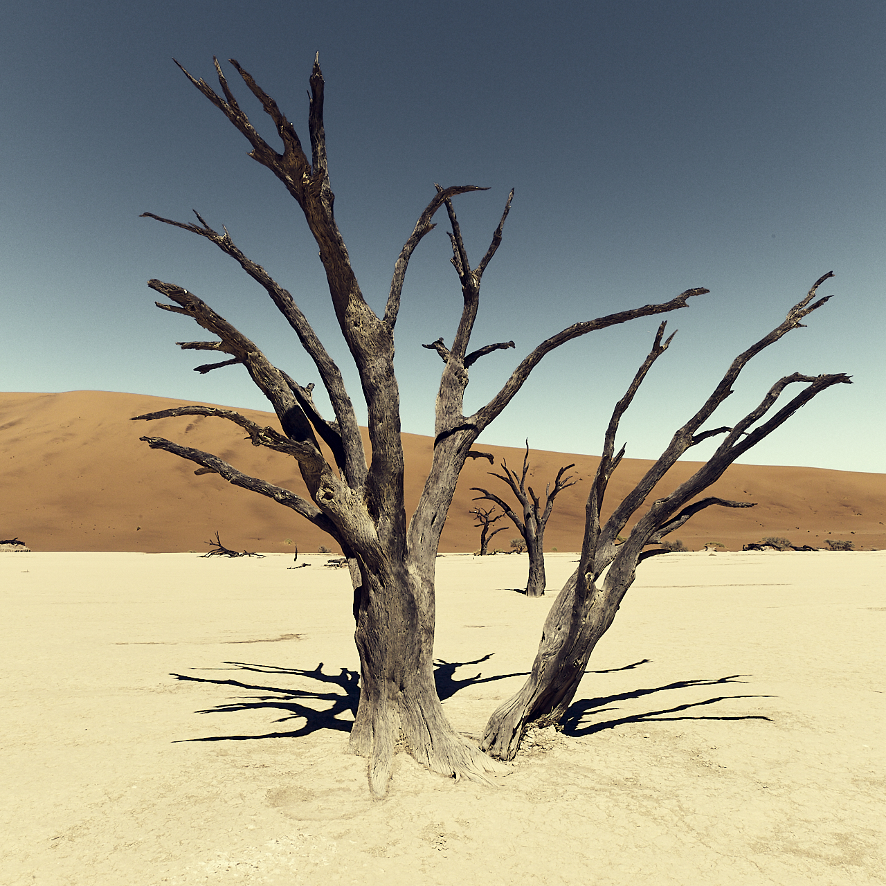 dead vlei 1