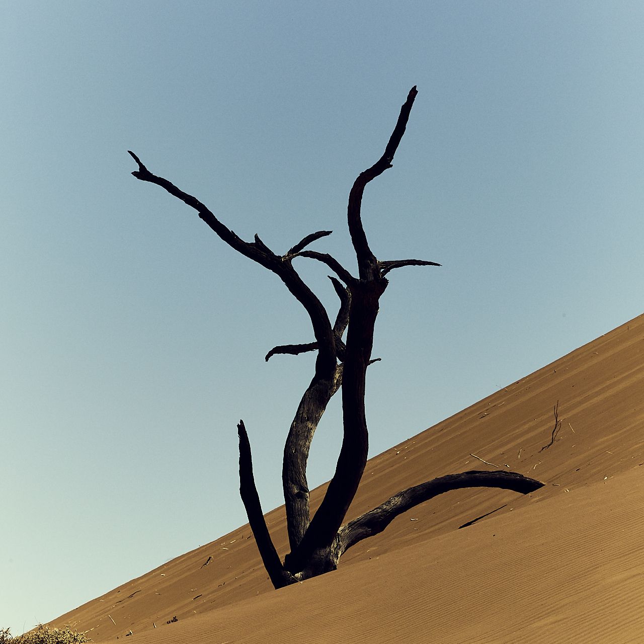 dead vlei 2